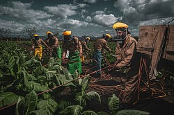 Employment in Honduras