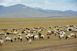 Employment in Mongolia