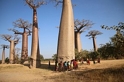 Employment in Zambia